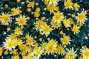 Yellow chrysanthemums, autumn flowers