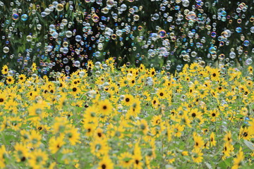 Sun flower and Soap bubble in Showakinen Park,japan,tokyo