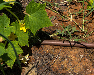 Yellow flower and leaves of cucumber in the summer garden