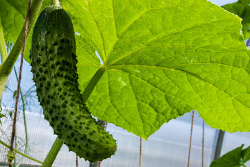 Cucumber on a branch growing in a greenhouse