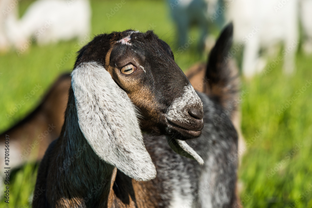 Wall mural south african boer goat doeling portrait on nature