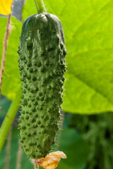 Cucumber on a branch growing in a greenhouse