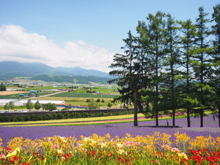 北海道の風景 富良野ファーム富田