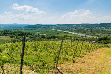 Fototapeta na wymiar Summer landscape with green hills, river valley and vineyards. Green grape vine trees growing before harvest. Polish vineyard