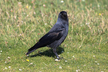 A Western Jackdaw, also known as the Eurasian Jackdaw, European Jackdaw, or simply Jackdaw, is a small, black crow with a distinctive silvery sheen to the back of its head.