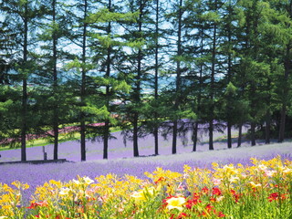 Fototapeta premium 北海道の風景 富良野ファーム富田