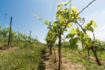 Fototapeta na wymiar Rows of green grape vine trees before harvest growing in vineyard on hill. Farm winery and wine growing