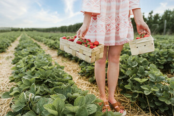 Picking fruits on organic strawberry farm field on a sunny day. Woman in summer dress holding baskets full of fresh strawberries. Strawberry harvest