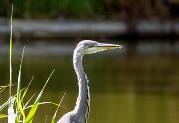 great blue heron