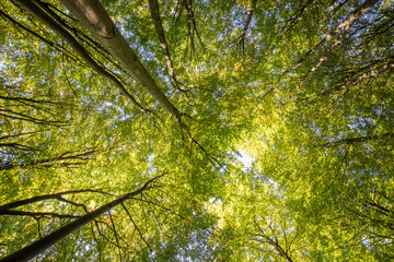 regard vers les haut en forêt