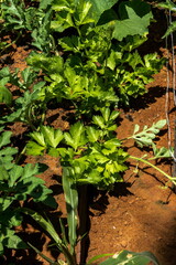 Fresh green celery leaves in vegetable garden