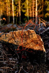test of natrual survival 