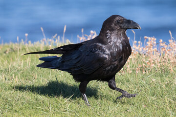 British Raven, the largest of the crow family.