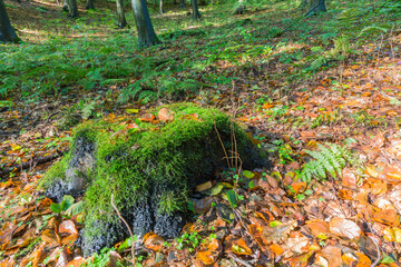 Tronc d'arbre moussu