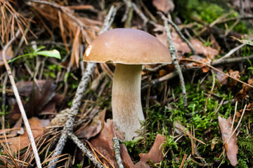 Edible delicacy white mushroom boletus grows in the autumn forest