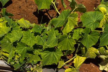 Yellow flower and leaves of cucumber in the summer garden