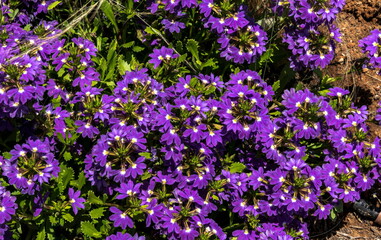 Scaevola aemula Aussie Crawl, Fan Flower, hardy mound forming ground cover with blue mauve fan shaped flowers with white center © flik47