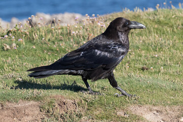 Obraz premium British Raven, the largest of the crow family.