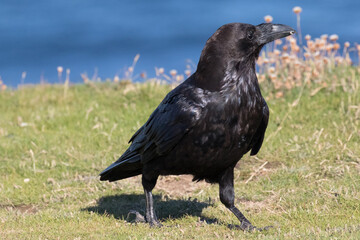 British Raven, the largest of the crow family.