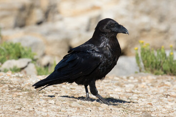 British Raven, the largest of the crow family.