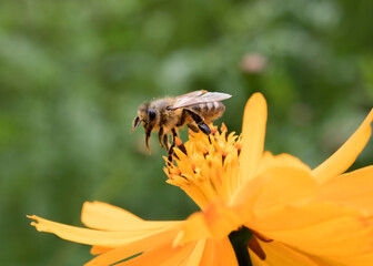 Bee