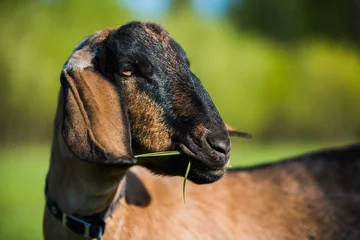 Deurstickers south african boer goat doeling portrait on nature © zanna_