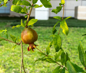 Ripening growing pomegranate on a tree