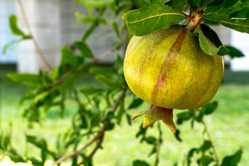 Ripening growing pomegranate on a tree