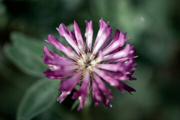 close up of a pink flower, bergafjärden, sweden