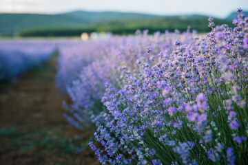 Obraz premium Sunset over a violet lavender field in Greece
