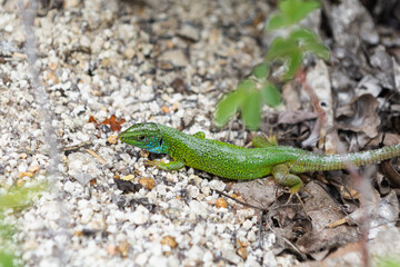 Naklejka na ściany i meble Green wild lizard hiding on rocky surface