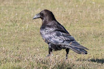 British Raven, the largest of the crow family.