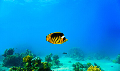 Bufferfly fish at the coral reef