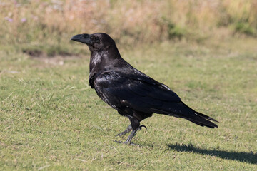British Raven, the largest of the crow family.