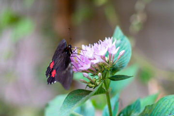 Papillon et sa fleur. butterfly and flower