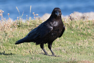 British Raven, the largest of the crow family.