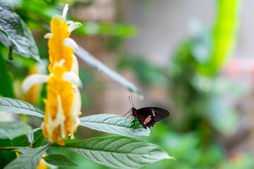 Papillon et sa fleur. butterfly and flower