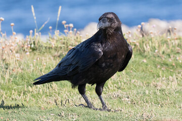 British Raven, the largest of the crow family.