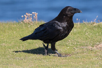 British Raven, the largest of the crow family.