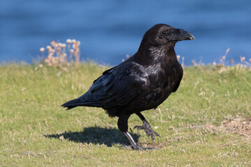 Fototapeta premium British Raven, the largest of the crow family.