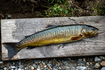 fish on a fishing hook