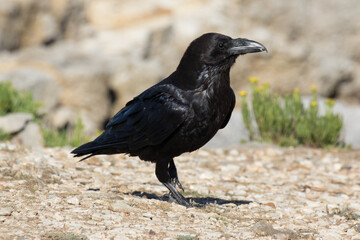 Fototapeta premium British Raven, the largest of the crow family.
