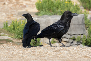 British Raven, the largest of the crow family.