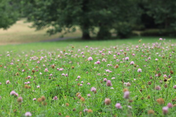 Flowers in Showakinen park ,japan,tokyo