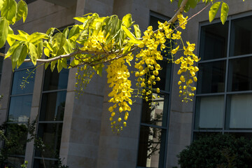 Golden shower flowers , Cassia fistulosa tree on building background in the city