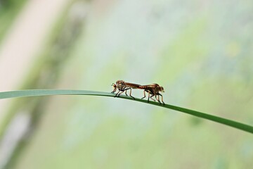 한국 경기도 시흥시 관곡지 입니다