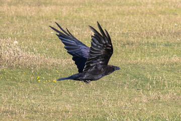 British Raven in flight near the ground.