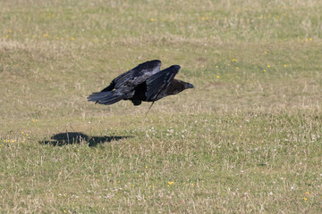 British Raven in flight near the ground.