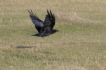 British Raven in flight near the ground.