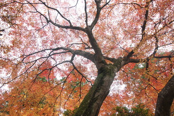 Beautiful maple trees in Autumn at Kyoto, Japan, Asia